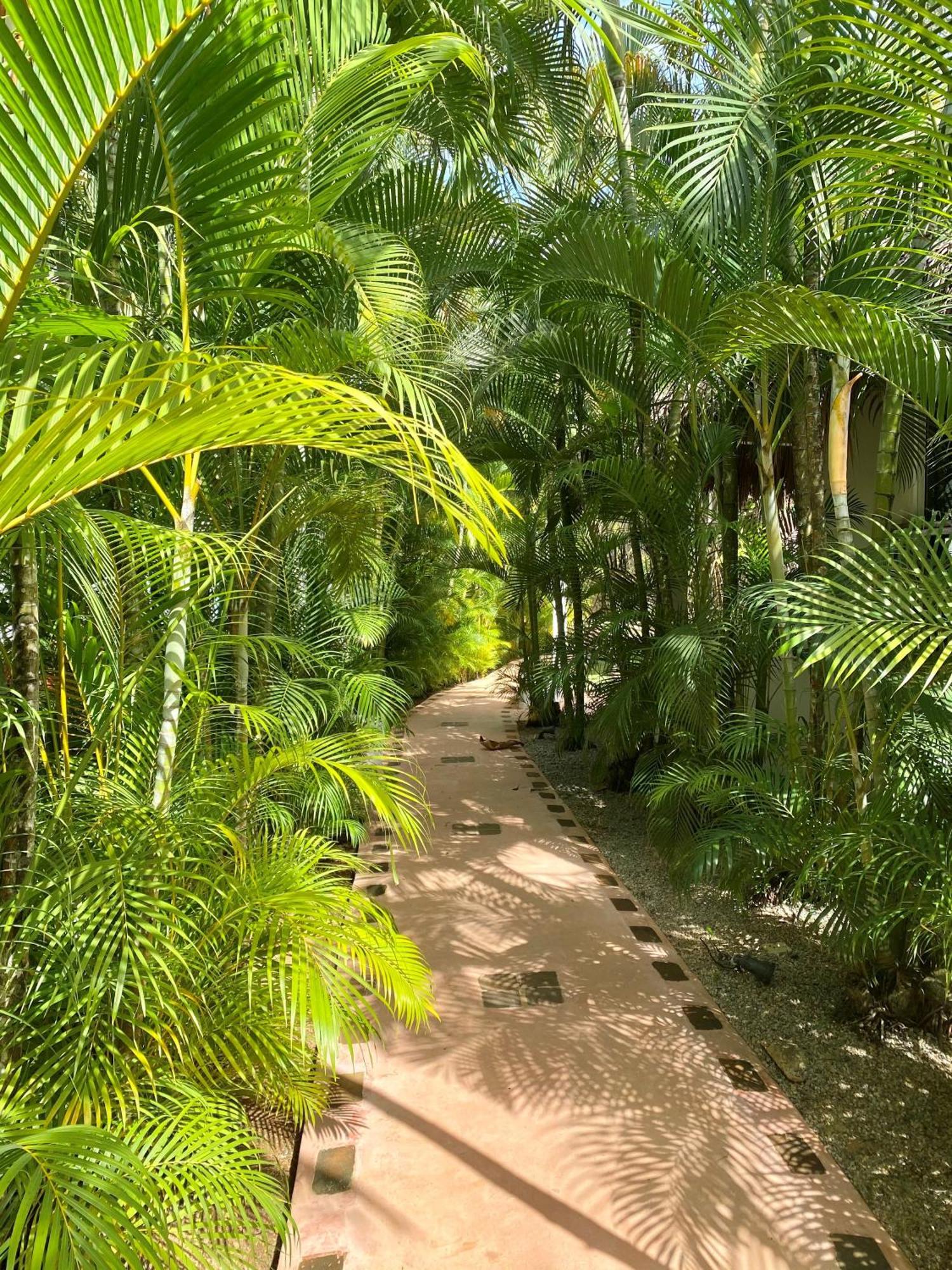 Chalet Tropical Au Coeur De ラス・テレナス エクステリア 写真